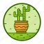 cactus, pot, indoor plant, house plant, pot plant, botanical, nature 