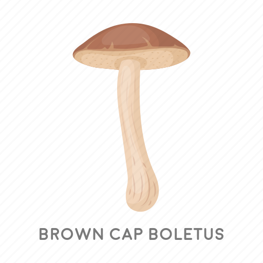 Brown cap boletus, delicacy, food, forest, mushroom, plant icon - Download on Iconfinder