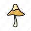 fungi, fungus, mushroom, shitake 