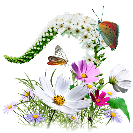Flowers, wildflowers icon - Free download on Iconfinder