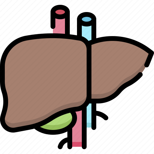 Anatomy, organ, biology, surgery, liver, hepatology, detoxification icon - Download on Iconfinder