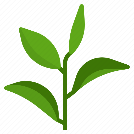 Essential, fragrant, green, leaf, oil, scent, tea icon - Download on Iconfinder