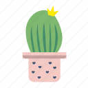 potted, cactus, fruits, desert, plant, tree, garden, cacti, flower