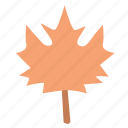 maple leaf, floral, spring, nature, autumn, fall, canada, plant, foliage