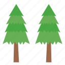 pines, nature, botanical, plant, tree, forest, decoration, winter, ecology