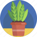foliage, houseplant, indoor, interior, nature, plant, pot 