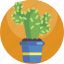 cactus, green, houseplant, indoor, nature, plant, pot 