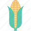 corn, maize, pole corn, sugar corn, sweet corn 