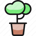 bonsai, plant