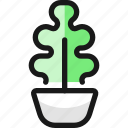 plant, pot