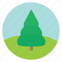 fir, forest, nature, pine, spruce, tree, woods
