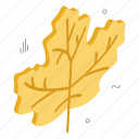 maple leaf, leaflet, botany, blossom, nature