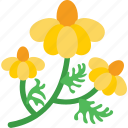 amaryllis, beauty, floral, flower, nature