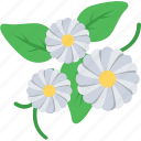 amaryllis, beauty, floral, flower, nature