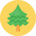 evergreen, fir tree, forest, pine tree, tree