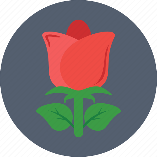 Blossom, flower, gardening, red rose, rose icon - Download on Iconfinder