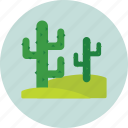 cacti, cactus, desert, nature, plant 