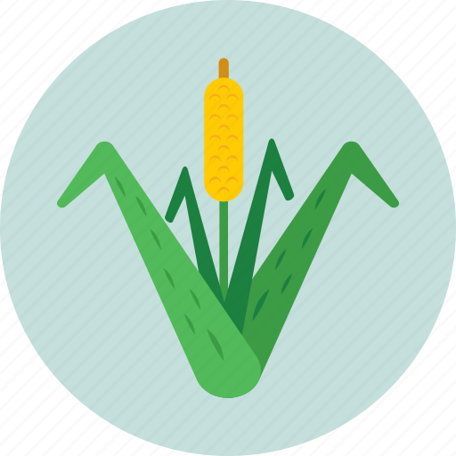 Bullrush, cattail, plant, reed, sedge icon - Download on Iconfinder
