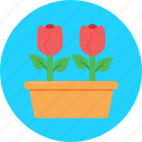 blossom, flower, gardening, red rose, rose