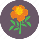 anemone, bloom, flower, nature, spring