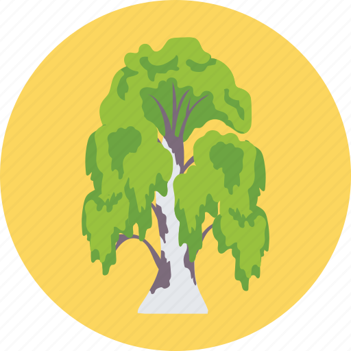 Evergreen, foliage, greenery, nature, weeping willow icon - Download on Iconfinder