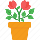 flower, gardening, plant, plantation, pot