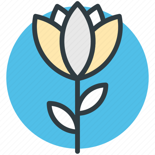 Flower, lotus, lotus lily, lotus lily flower, natural icon - Download on Iconfinder