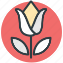 flower, pot plant, spring flower, tulip, tulip bud