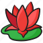 aquatic plant, flower, lotus, nymphaeaceae, spring blooming, water lily 