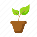 plant, plant pot, pot, leaf, gardening, garden, nature, ecology