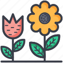 daisy, flowering plants, plants, spring, tulip 