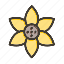 sunflower, flower, nature, plant, blossom