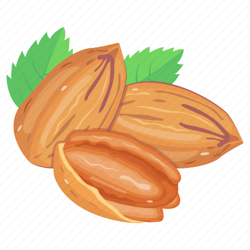 Pecan nuts, pecan, dry fruit, nuts, healthy diet icon - Download on Iconfinder