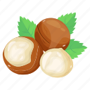 filbert, hazelnuts, cobnut, nuts, dry fruit