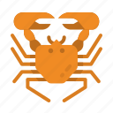 crab, crabs, sea, life, quarium