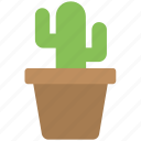 cactus plant, desert plant, flower pot, house plant, succulent