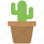 cactus plant, desert plant, flower pot, house plant, succulent 