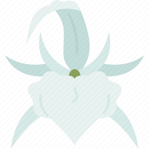 Orchids, brassavola, flower, houseplant, tropical icon - Download on Iconfinder