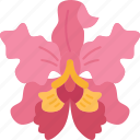 orchids, cattleya, flora, garden, fragrance