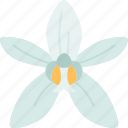 orchids, coelogyne, wildflower, plant, nature