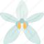 orchids, coelogyne, wildflower, plant, nature 
