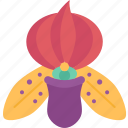 orchids, paphiopedilum, lady, slipper, plant