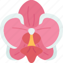 orchids, phalaenopsis, floral, blossom, botany