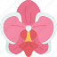 orchids, phalaenopsis, floral, blossom, botany 