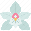 orchids, vanilla, flower, fragrance, botanical