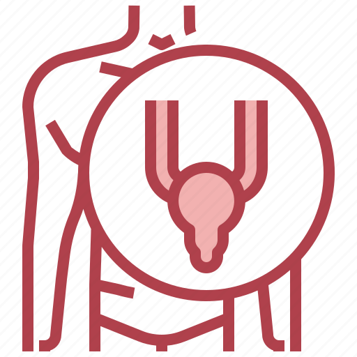 Anatomy, bladder, kidney, ureter, urethra icon - Download on Iconfinder
