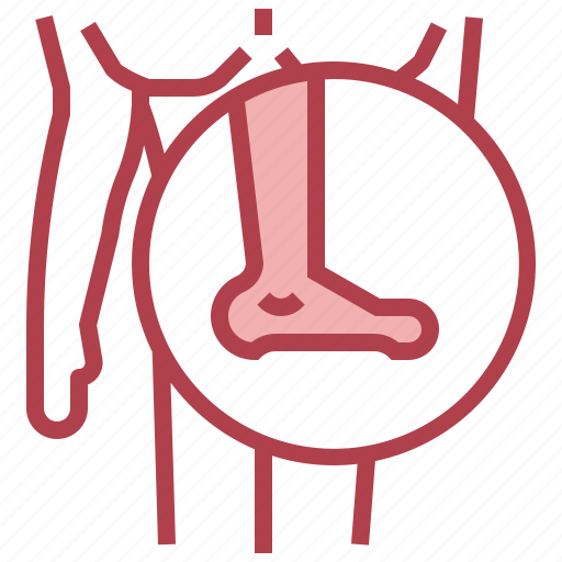 Anatomy, body, foot, healthcare, leg, medical, part icon - Download on Iconfinder