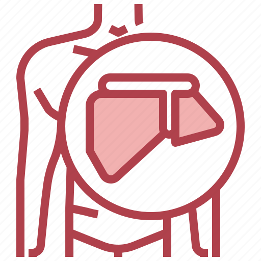 Anatomy, examination, healthcare, liver, medical, organ icon - Download on Iconfinder