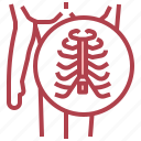 anatomy, healthcare, medical, rib, skeleton, thorax