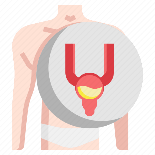 Bladder, kidney, medical, ureter, urethra icon - Download on Iconfinder